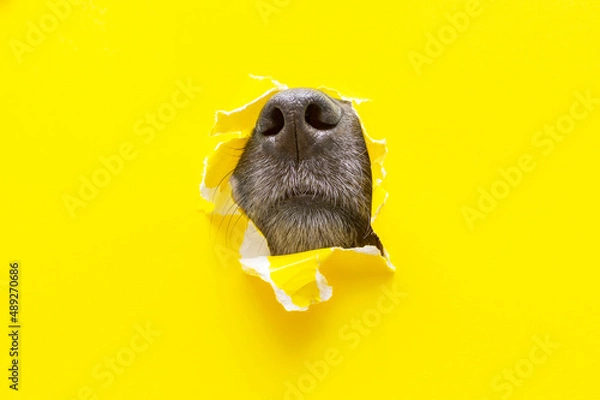 Fototapeta a dog nose sticks out of a hole in a yellow torn piece of paper