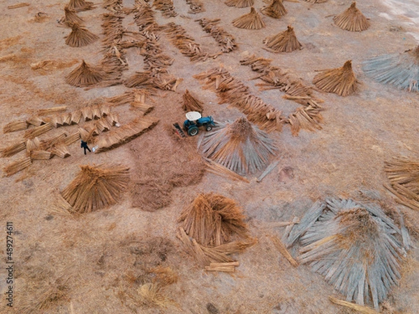 Fototapeta shells on the beach