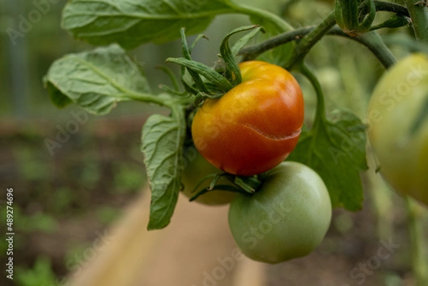 Fototapeta Red and green Tomatoes hang on a Branch in the greenhouse