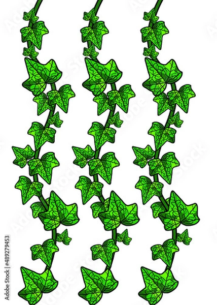 Obraz Ivy on vines