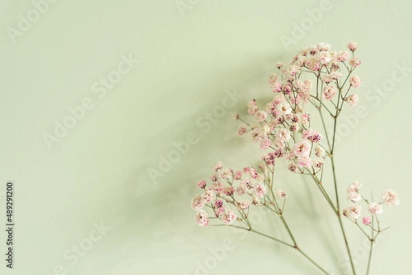 Fototapeta Closeup of dry rainbow pastel Gypsophila paniculata. shot in shallow depth of field