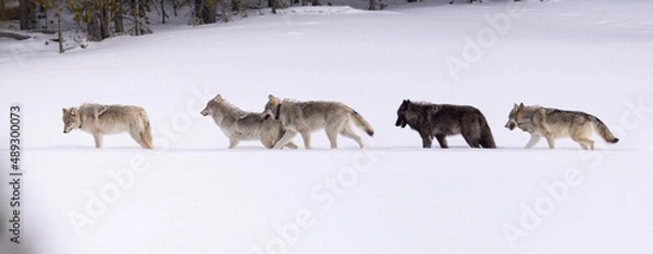 Obraz Gray Wolf pack taken in Yellowstone NP