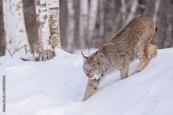 Obraz Canada Lynx in snow taken in central MN under controlled conditions captive