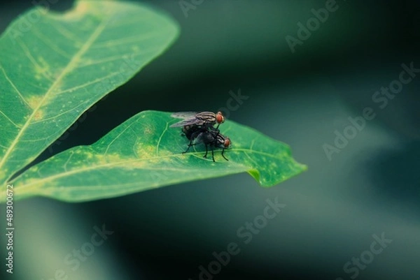 Obraz a pair of flies are mating on a cassava leaf