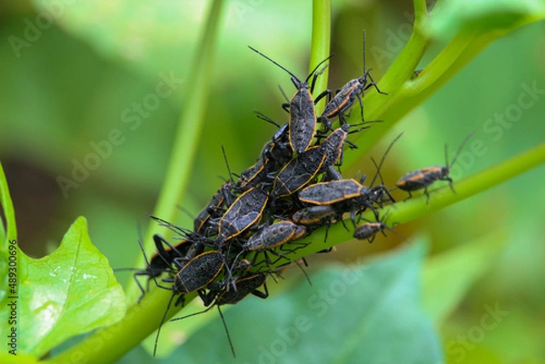 Obraz a swarm of plant pests gathered on a plant stalk