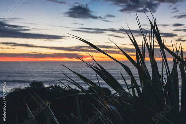 Fototapeta flax at sunset
