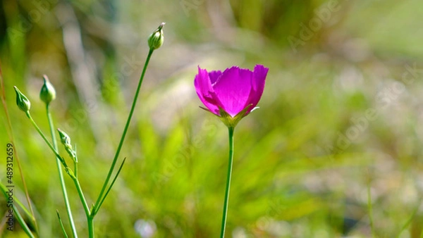 Fototapeta Texas winecup flower (Callirhoe involucrata) with new buds. Shallow depth of field, with green grass in the background. Purple wildflowers of Texas.