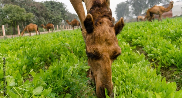 Fototapeta camels walking and eating in field
