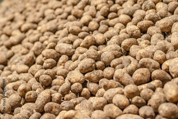 Fototapeta potatoes in storage medium size