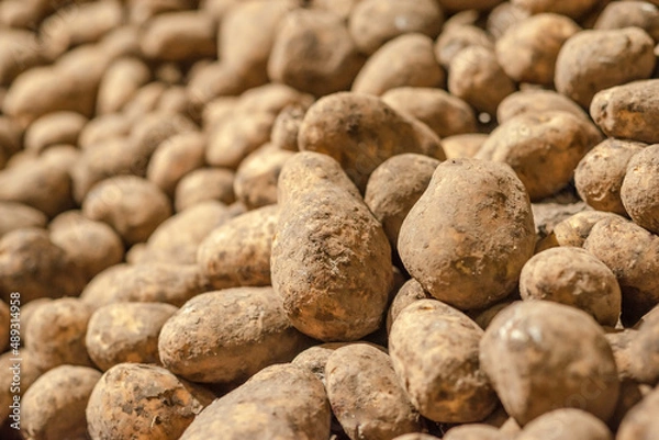 Fototapeta potatoes in storage medium size
