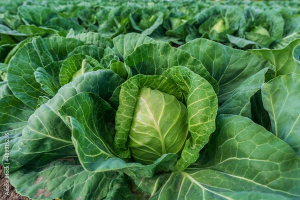 Obraz young cabbage grows in the farmer field