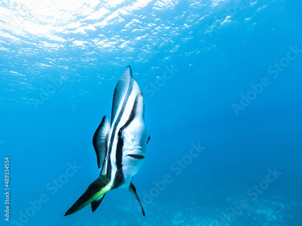 Obraz fish under water ocean