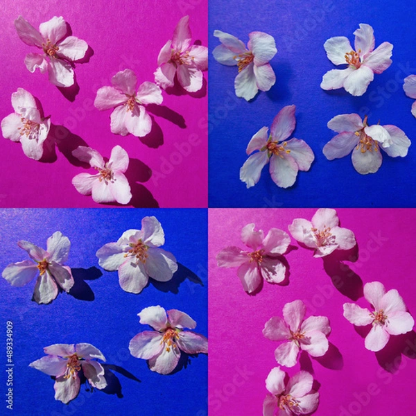 Fototapeta Apple tree flowers on bright red and blue background. Beautiful fresh spring image.