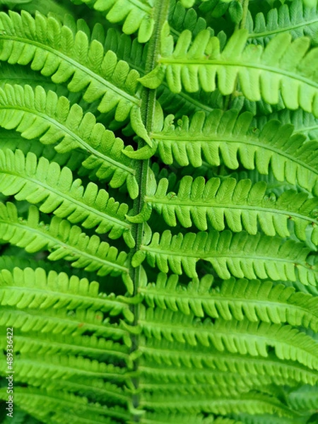 Obraz beautiful background of fresh bright green leaf close-up with veins on a sunny day