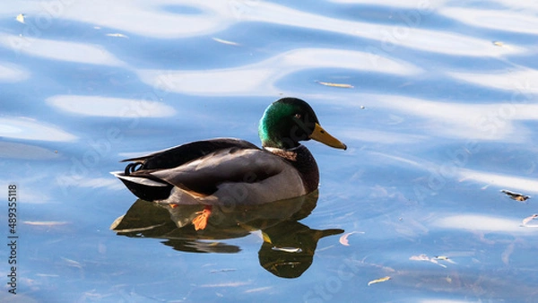 Obraz mallard