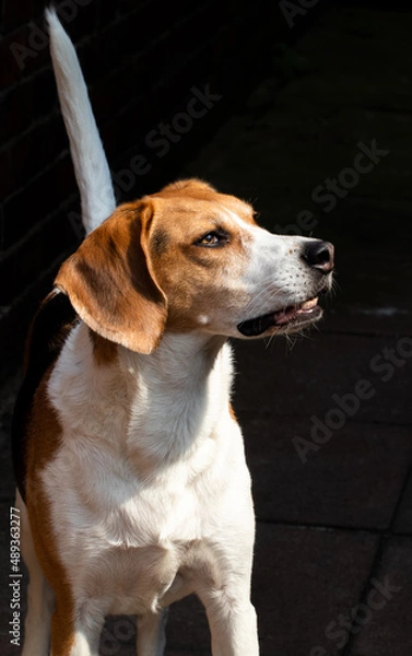 Obraz foxhound