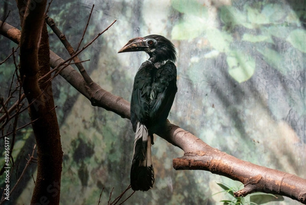 Obraz A black tropical bird