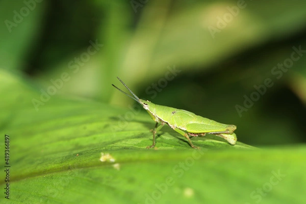 Obraz grasshopper on a leaf
