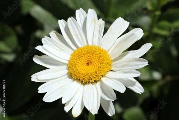 Fototapeta daisies blooming in spring