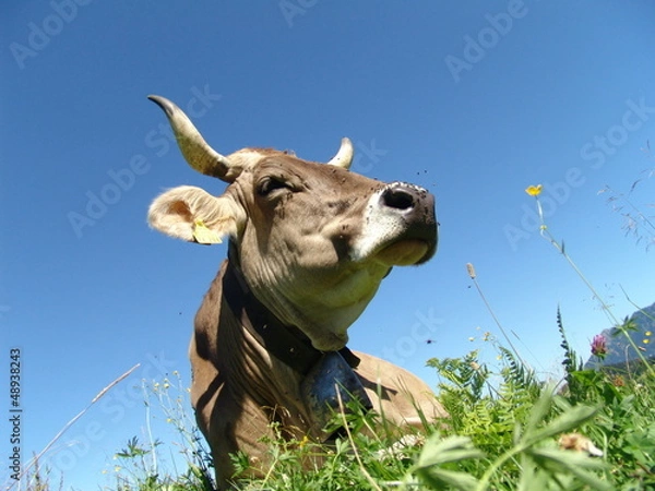 Obraz Kuh663223