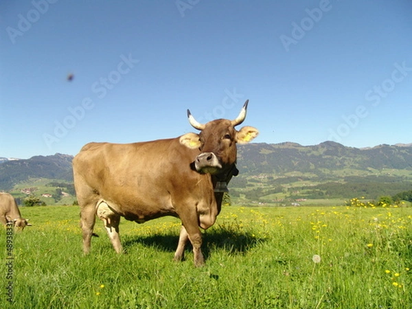 Obraz Kuh6443211