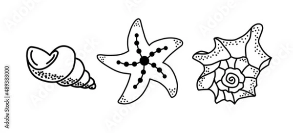 Fototapeta Two seashells. Monochrome vector illustration in doodle style. Contour icons, badges.