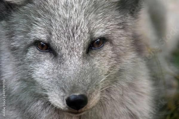 Obraz White Arctic Fox Head Close Up