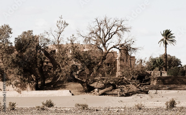Obraz tree in the desert