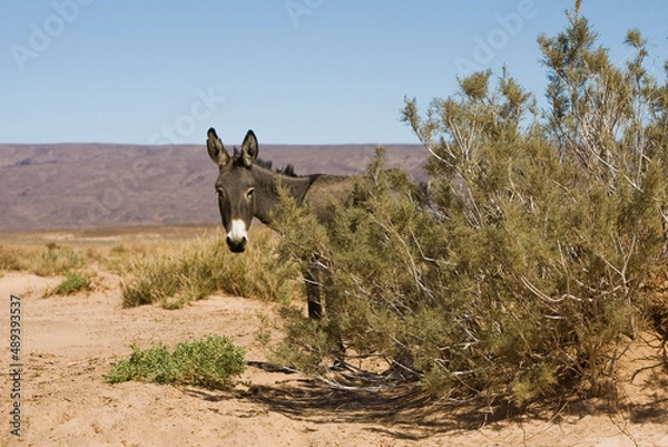 Obraz donkey in the desert