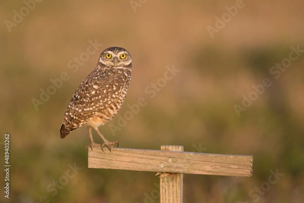 Obraz Burrowing Owl