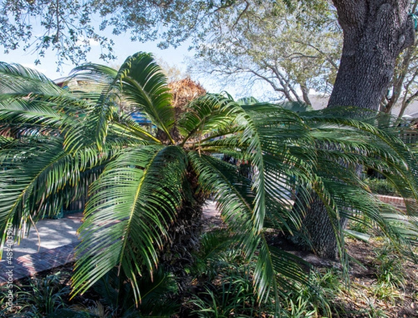 Obraz palm trees in the forest