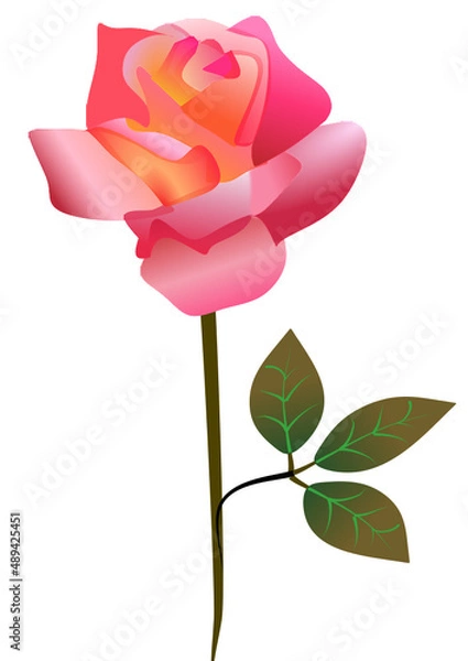 Obraz Pink rose