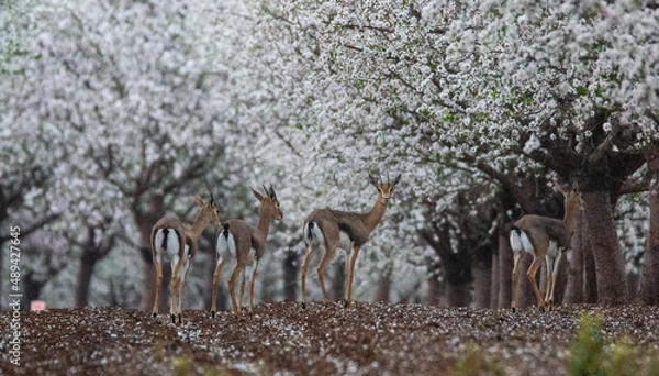 Fototapeta deers in lower gallile, Israel