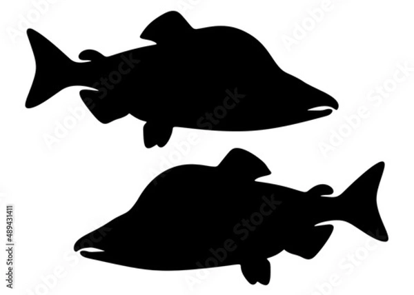 Obraz Pink salmon is a big fish. Vector image.