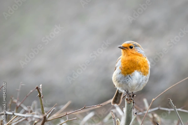 Fototapeta A lightly puffed up English robin redbreast with bright orange chest in profile facing left, perching on a bare hedge in winter - with copy space