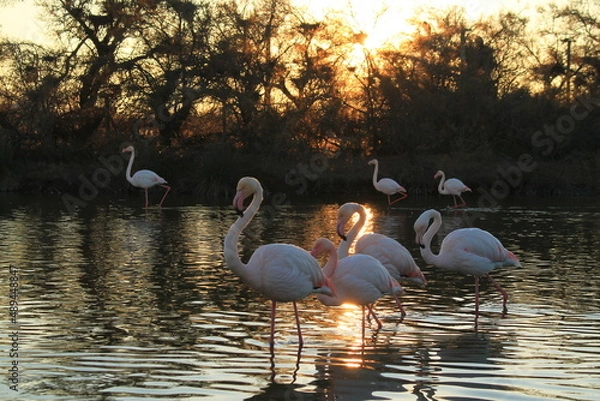 Fototapeta Beautiful Pink flamingos in Camargue pond, botanical and zoological nature reserve in France
