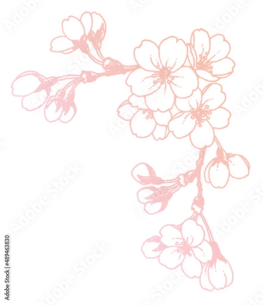 Fototapeta ペン画桜のフレーム素材