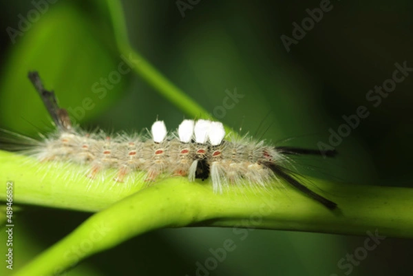 Fototapeta caterpillar on a leaf