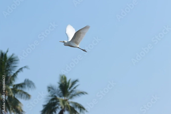 Obraz seagull in fly