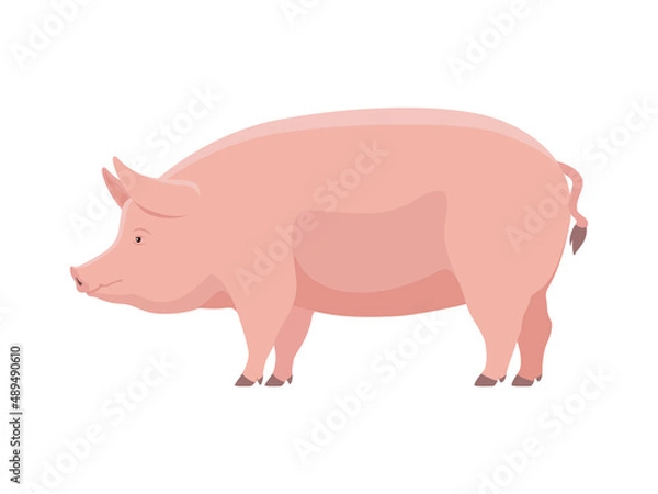 Obraz Vector big fat pig