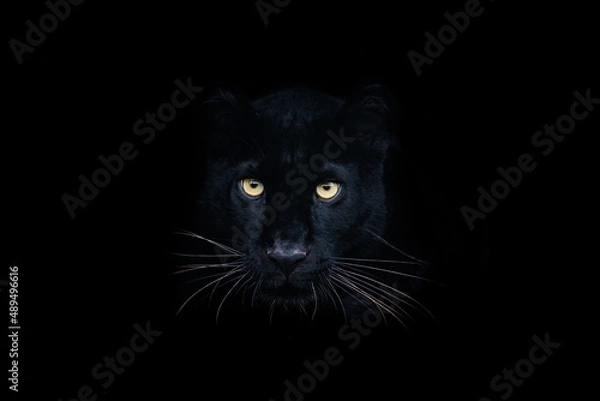 Obraz Black panther with a black background