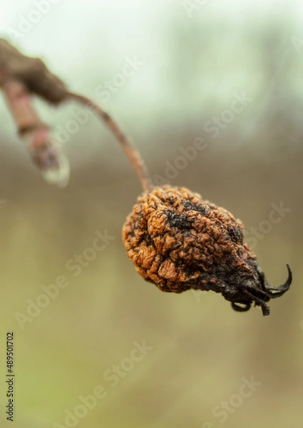 Obraz suszone jabłko