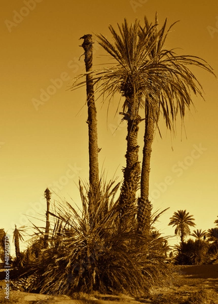 Obraz sunset in the desert