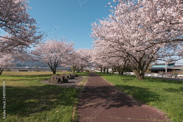 Obraz 公園の桜並木と雲の無い青空
