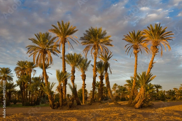 Obraz Oasis in a dessert