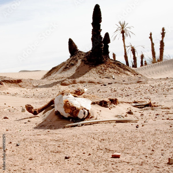 Obraz dead tree in the desert