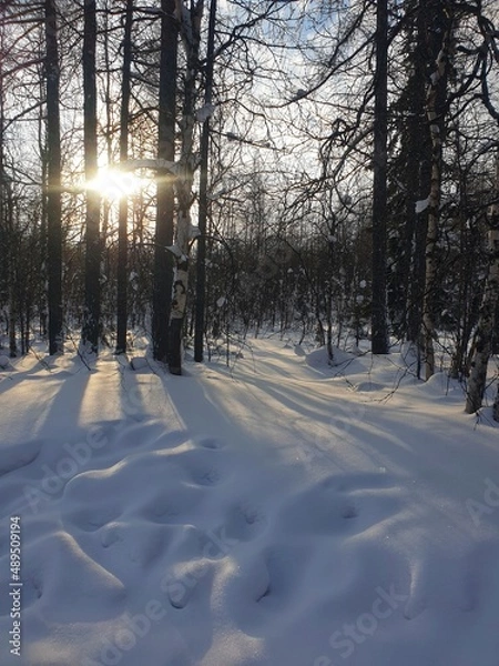 Obraz winter in the park