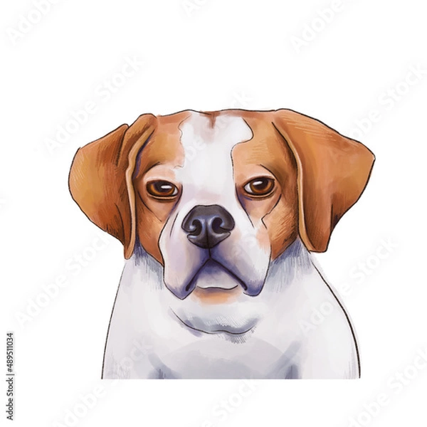 Fototapeta Portrait of a dog breed Pointer. Hunting dog isolated on white background.
