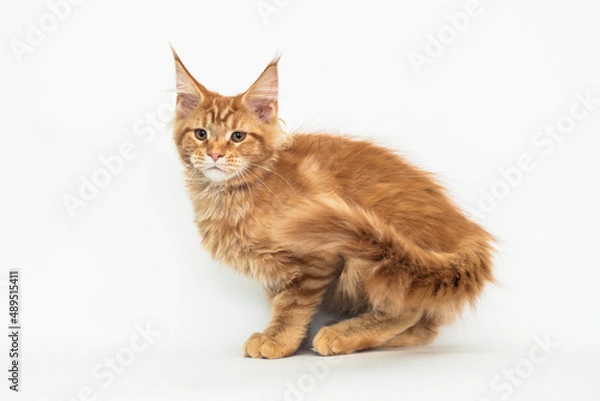 Fototapeta Red kitten of the Maine Coon breed on white