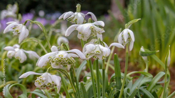Fototapeta Naturally growing clump of double snowdrops (Galanthus nivalis f. pleniflorus) called Flore Pleno.  Landscape image with space for text) Selective focus on one flowerhead. England.